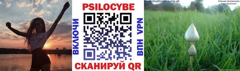 закладка  Заволжье  Галлюциногенные грибы Psilocybe 